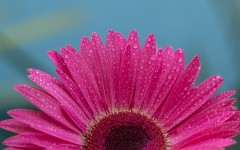 Desktop image. Flowers. ID:68484