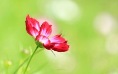 Desktop image. Flowers. ID:68485