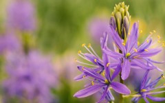Desktop image. Flowers. ID:68487