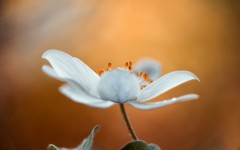 Desktop image. Flowers. ID:68488