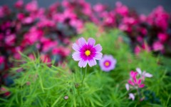 Desktop image. Flowers. ID:68489