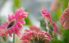 Desktop image. Flowers. ID:68490