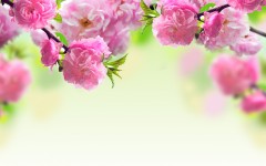 Desktop image. Flowers. ID:68491