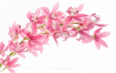 Desktop image. Flowers. ID:68493