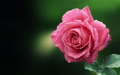 Desktop image. Flowers. ID:68496
