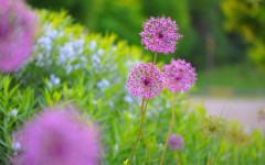 Desktop image. Flowers. ID:68497