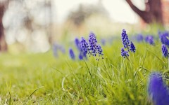 Desktop image. Flowers. ID:68498