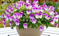 Desktop image. Flowers. ID:68499