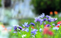 Desktop image. Flowers. ID:68500