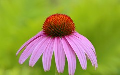 Desktop image. Flowers. ID:68501
