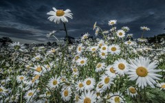Desktop image. Flowers. ID:68502