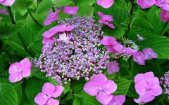 Desktop image. Flowers. ID:68503