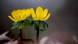 Desktop image. Flowers. ID:93752