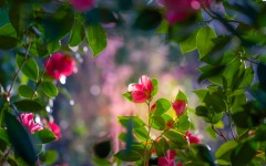 Desktop image. Flowers. ID:68505