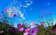 Desktop image. Flowers. ID:68506
