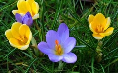 Desktop image. Flowers. ID:68507