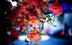 Desktop image. Flowers. ID:68509