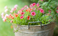 Desktop image. Flowers. ID:68510