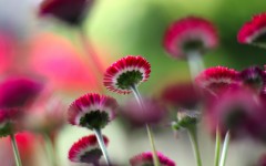 Desktop image. Flowers. ID:68511