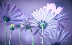 Desktop image. Flowers. ID:68512