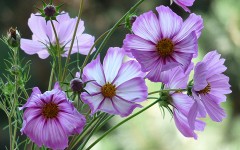 Desktop image. Flowers. ID:68514