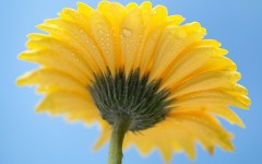 Desktop image. Flowers. ID:68515