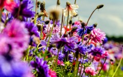 Desktop image. Flowers. ID:68516