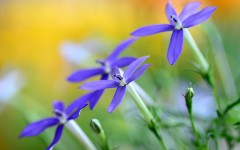Desktop image. Flowers. ID:68517