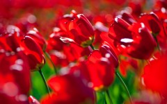 Desktop image. Flowers. ID:68518