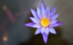 Desktop image. Flowers. ID:68519