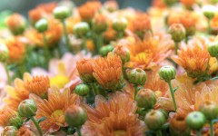 Desktop image. Flowers. ID:68520