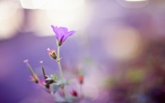 Desktop image. Flowers. ID:68643