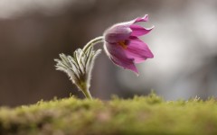 Desktop image. Flowers. ID:68522