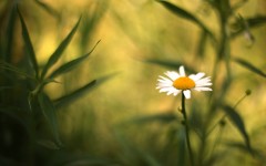 Desktop image. Flowers. ID:68523