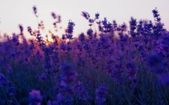 Desktop image. Flowers. ID:68524
