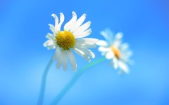 Desktop image. Flowers. ID:68527