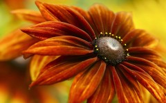 Desktop image. Flowers. ID:68529