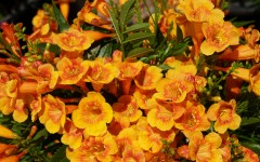Desktop image. Flowers. ID:68531