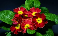Desktop image. Flowers. ID:68533