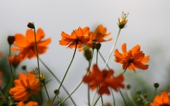 Desktop image. Flowers. ID:68534