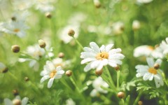 Desktop image. Flowers. ID:68535