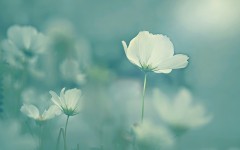 Desktop image. Flowers. ID:68536