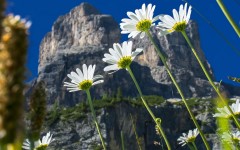 Desktop image. Flowers. ID:68537