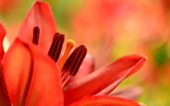 Desktop image. Flowers. ID:68538
