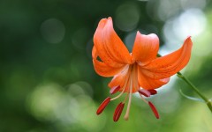 Desktop image. Flowers. ID:68540