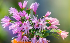 Desktop image. Flowers. ID:68541