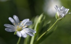 Desktop image. Flowers. ID:68542