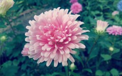 Desktop image. Flowers. ID:68543