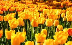 Desktop image. Flowers. ID:68546