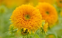 Desktop image. Flowers. ID:68549